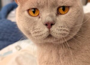 NYX — LOST CAT — Twigworth, Gloucester