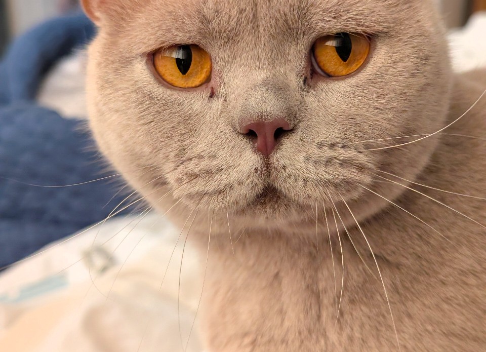 NYX — LOST CAT — Twigworth, Gloucester