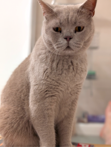 NYX — LOST CAT — Twigworth, Gloucester