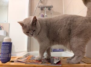 NYX — LOST CAT — Twigworth, Gloucester