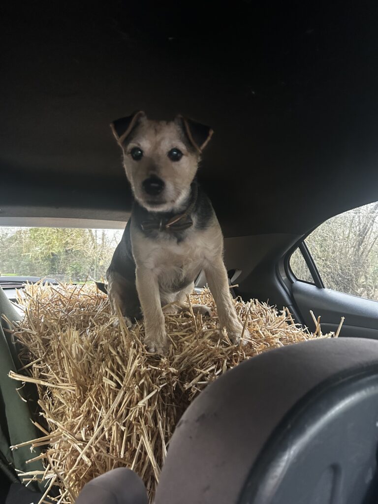 ALBERT – LOST DOG – COOPERS HILL