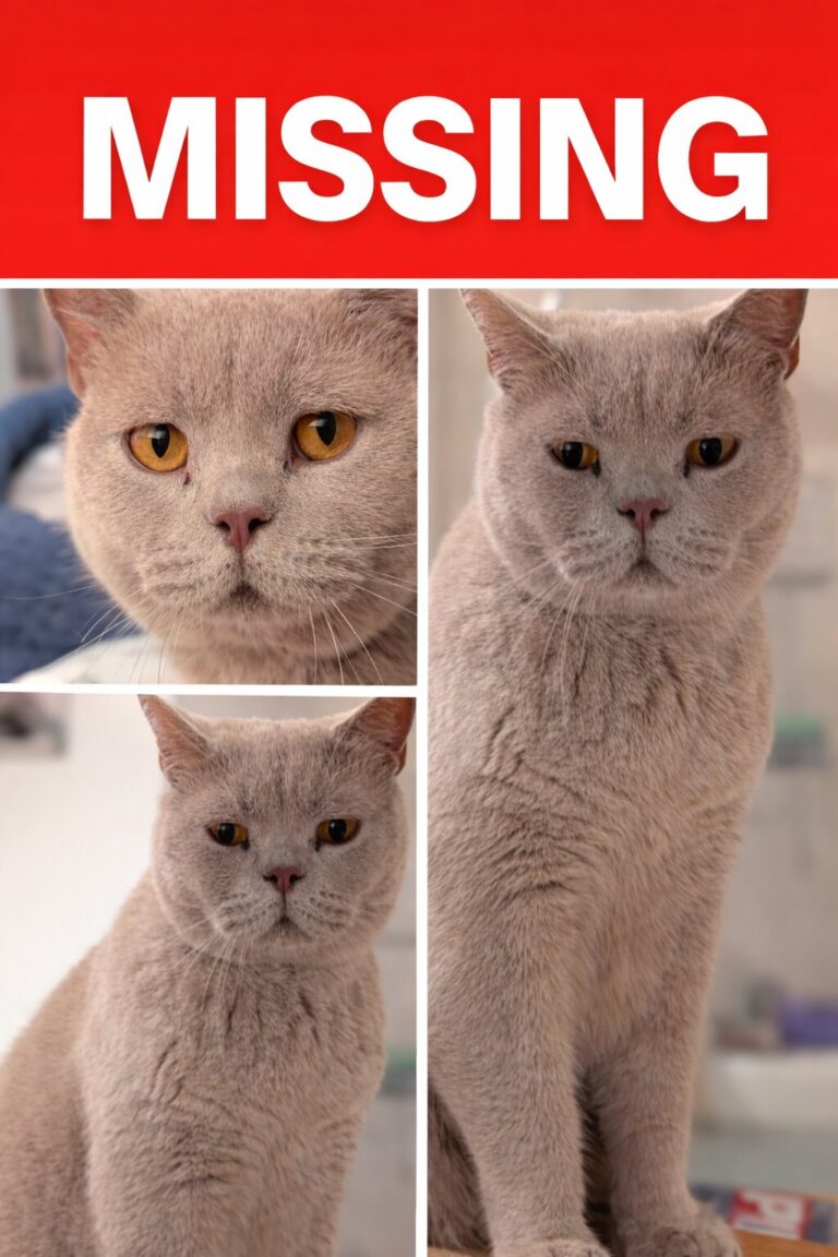 NYX — LOST CAT — Twigworth, Gloucester