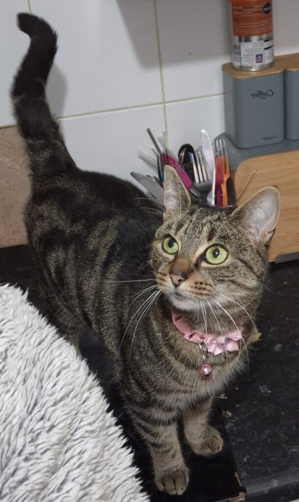 Luna (very nervous) – Quedgeley Court Park, Gloucester